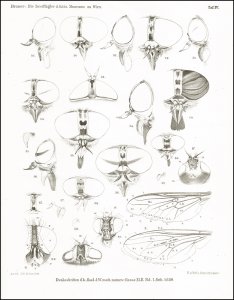 Brauer, Friedrich Moritz - Bergenstamm, Julius von: Die Zweiflügler des Kaiserlichen Museums zu Wien. Vorarbeiten zu einer Monographie der Muscaria Schizometopa (exclusive Anthomyidae)