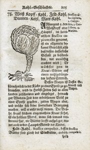 Bräuner, Johann Jacob: Thesauri Sanitatis, Oder des Neu-eröffneten Schatzes Menschlicher Gesundheit Dritter Theil: Bestehet in einem wohlgefasseten Teutschen Kräuter-Buch