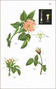 Geschwind, Rudolf: Hybridation und Sämlingszucht der Rosen…