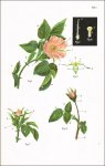 Geschwind, Rudolf: Hybridation und Sämlingszucht der...