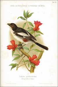 Holub, E. u. A. v. Pelzeln: Beiträge zur Ornithologie Südafrikas.