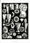 Bronn, Heinrich Georg: Lethaea geognostica oder Abbildung...