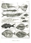 Bronn, Heinrich Georg: Lethaea geognostica oder Abbildung und Beschreibung der für die Gebirgsformationen bezeichnendsten Versteinerungen