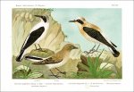 Reiser, Othmar: Materialen zu einer Ornis Balcanica.