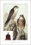 Reiser, Othmar: Materialen zu einer Ornis Balcanica.