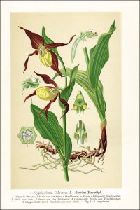 Schulze, Max: Die Orchidaceen Deutschlands, Deutsch-Oesterreichs und der Schweiz.
