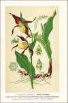 Schulze, Max: Die Orchidaceen Deutschlands,...