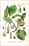 Thomé, O. W.: Flora von Deutschland,...